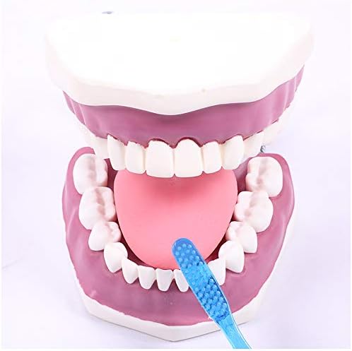 Модел за Грижа за устната кухина KH66ZKY Модел на зъби - Стоматологичен Форма За миене на зъбите Демонстрация на Учебни