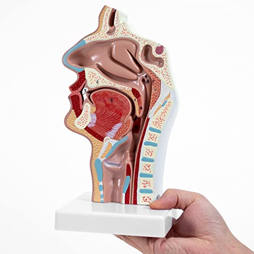 Модел Анатомична носната кухина, на Гърлото на Човека Winyousk,Патологоанатомическая модел на Носната кухина и гърлото